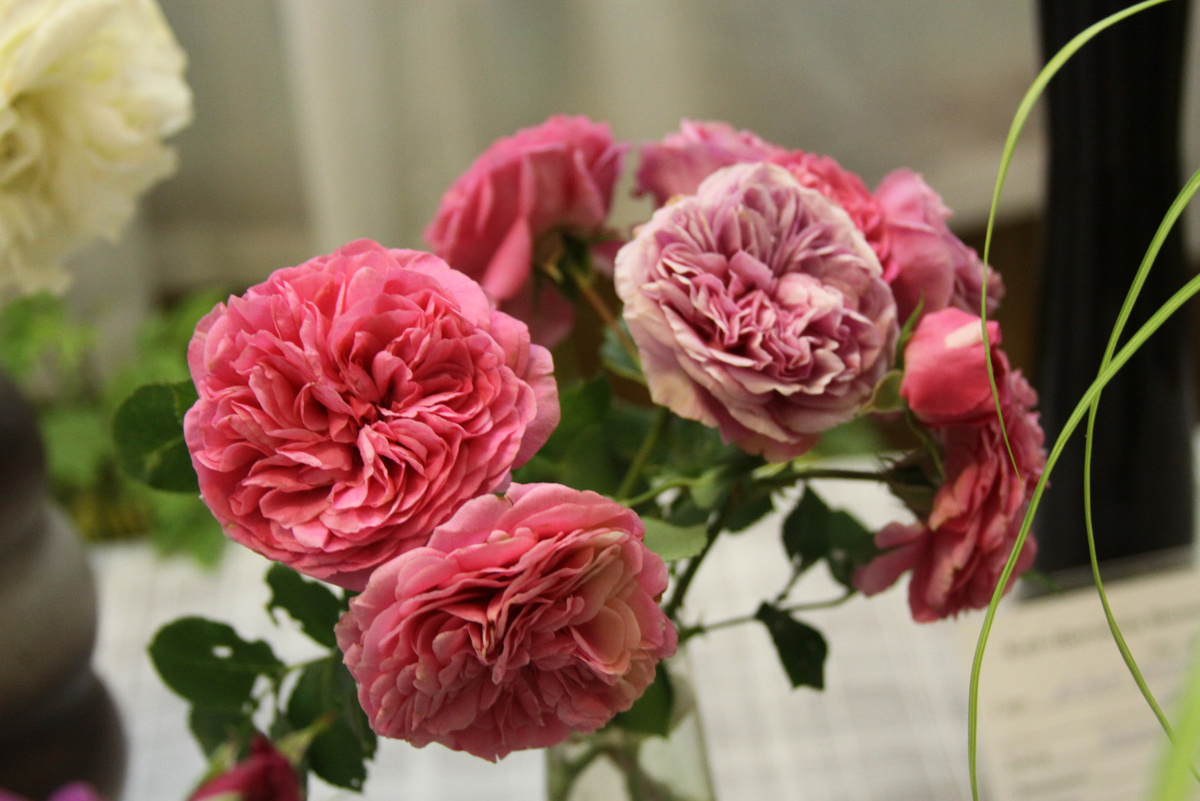 Роза Баронесса, Тантау из сада Н.Н. Богославской на выставке "Розы-2012"