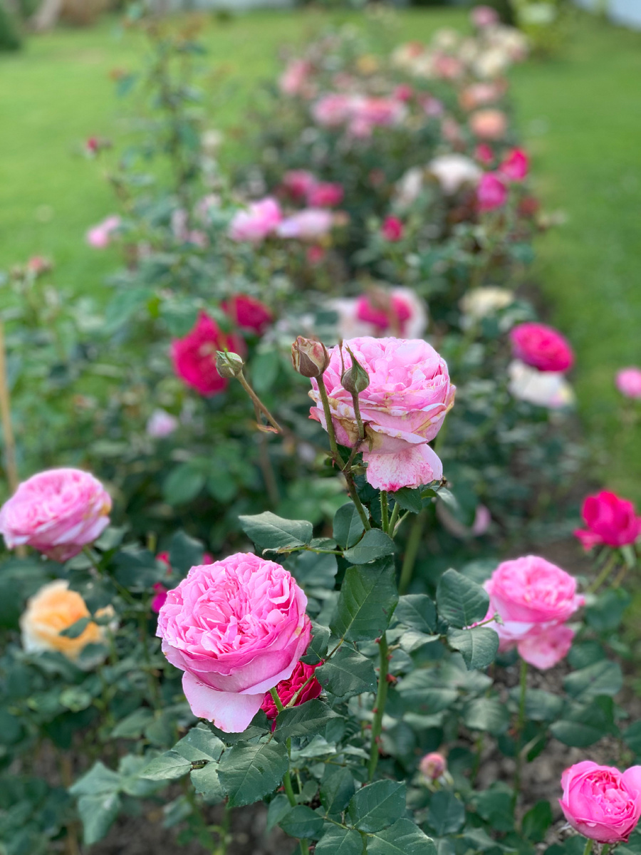 Срезочная роза Д Остина Кэри 