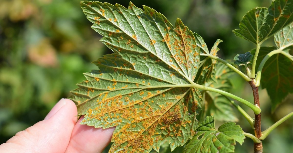 Столбчатая ржавчина на листе
