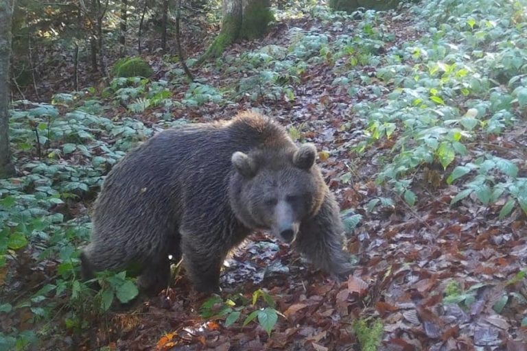 В Кавказском заповеднике медведь напал на фотоловушку