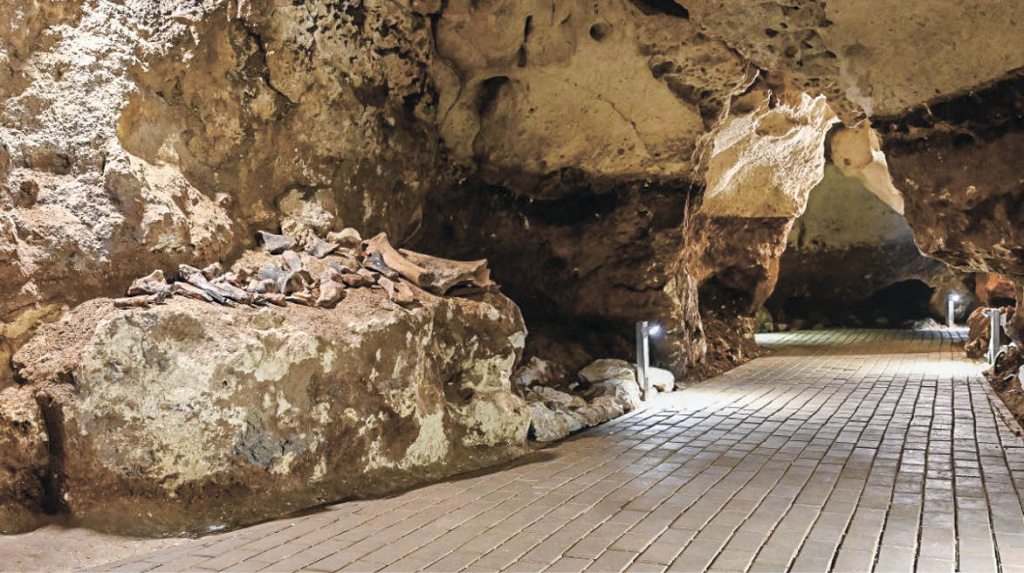 Фото: Гала Амарандо/В пещере «Таврида», рядом с останками древних гиен, саблезубых кошек, верблюдов, обнаружены кости медведя, обитавшего в Крыму около полутора миллионов лет назад.