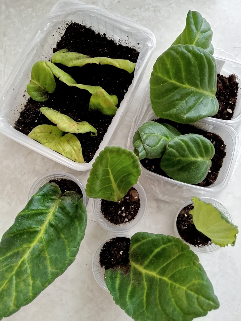 Варианты ёмкости для укоренения листьев: общая тара, индивидуальная. Лист можно делить на фрагменты, обрезать верхушку, либо укоренять целым