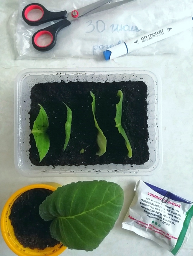 В жёлтом горшочке, тот самый первый лист, побывавший в мусорном ведре