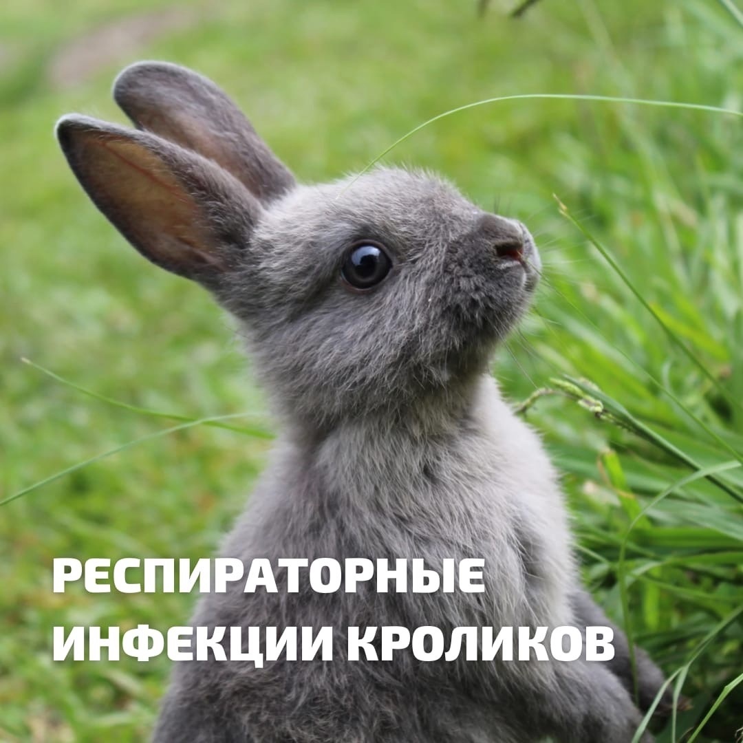 Помощь кроликам