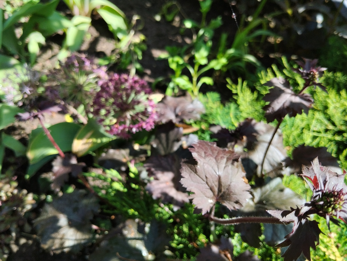 Конечно, по-настоящему черного листа или лепестка в природе не бывает