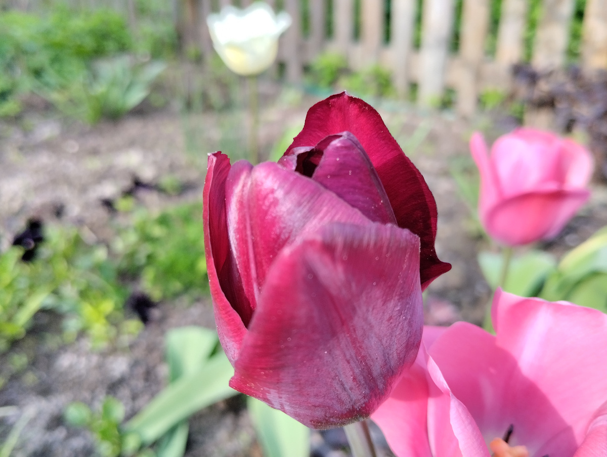 Вряд ли эти тюльпаны можно назвать "черными": Это Негрита, Роналдо просто темно-розовые, Дешима - темно-красные