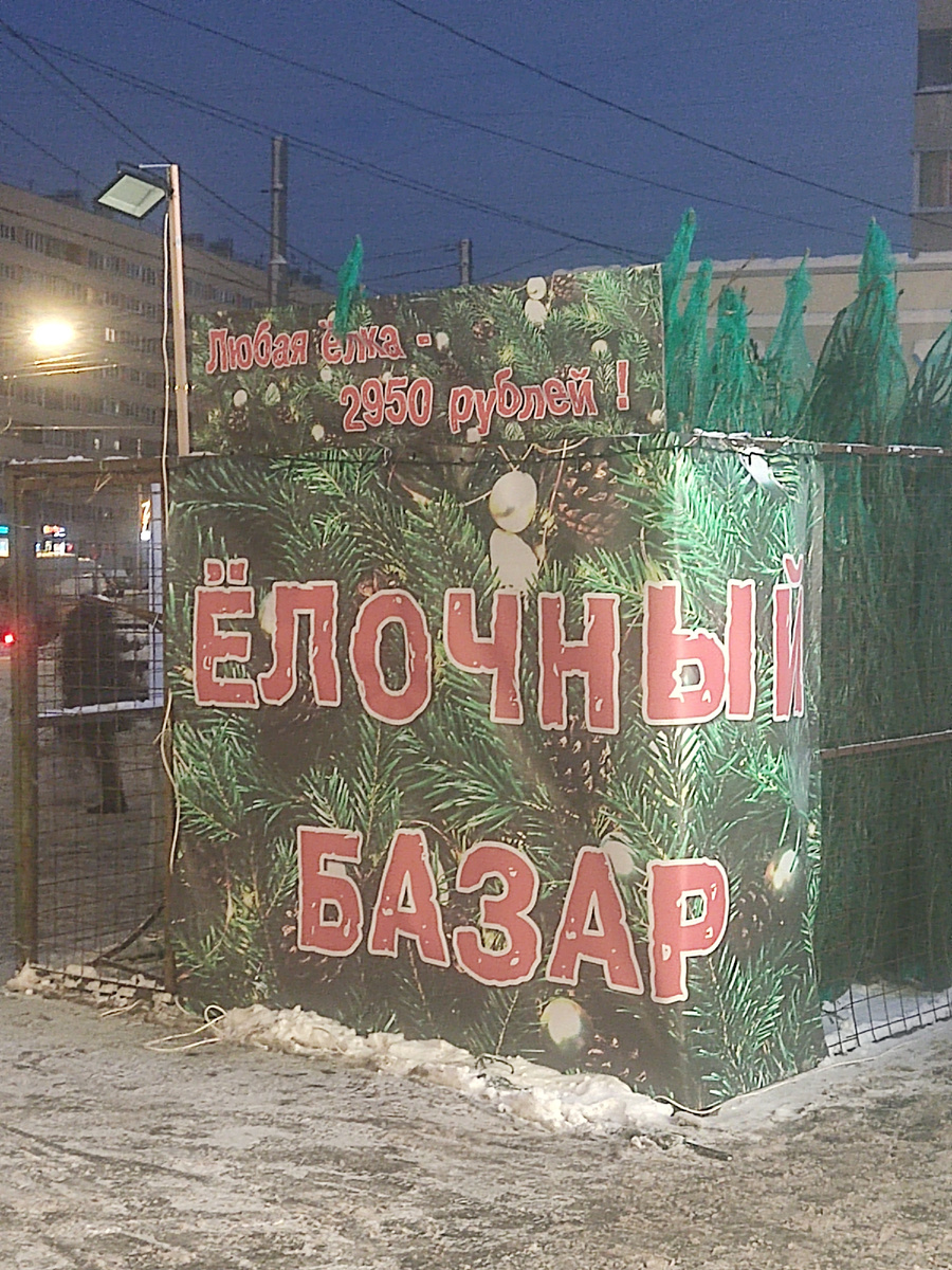 Ёлки в городе!🎄