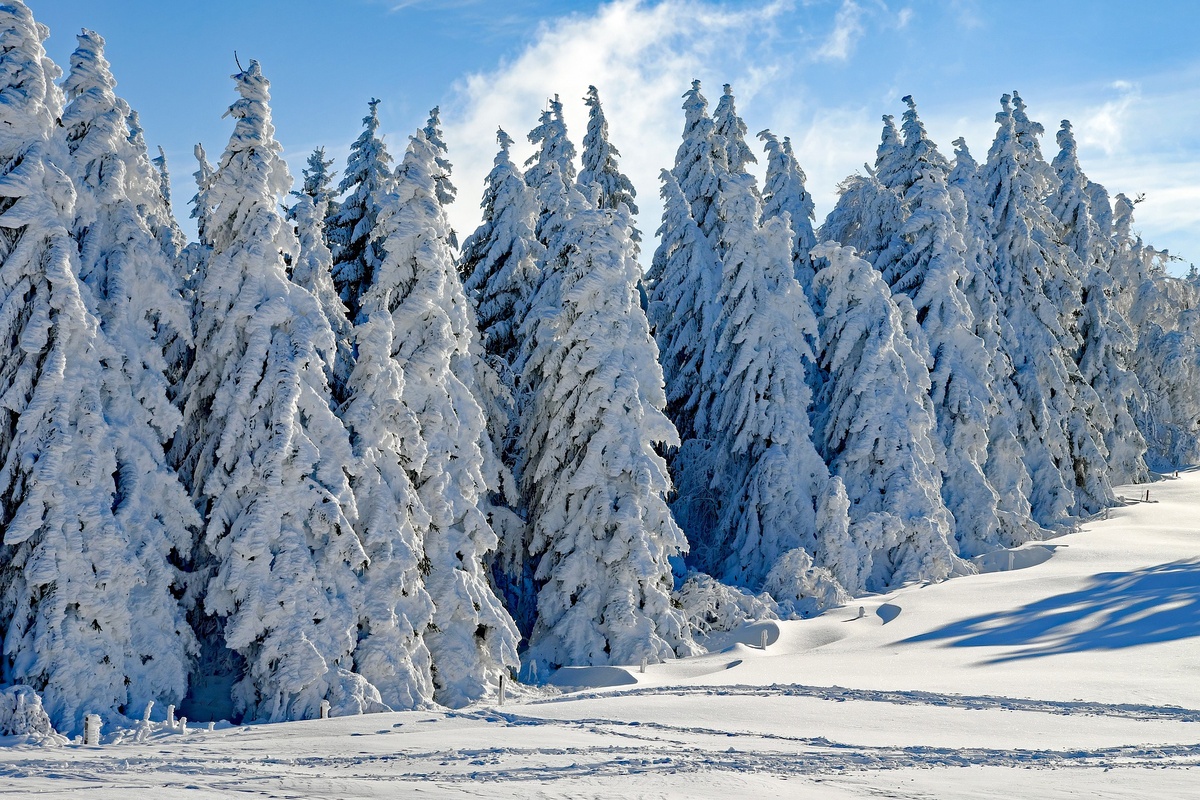 Фото с ссайта pixabay