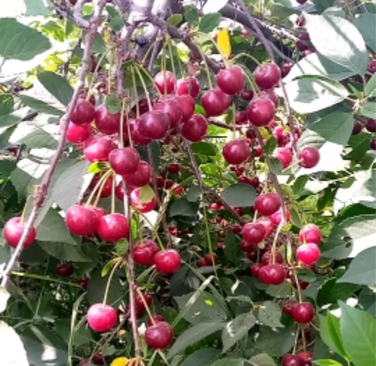 Моя любимая вишня.