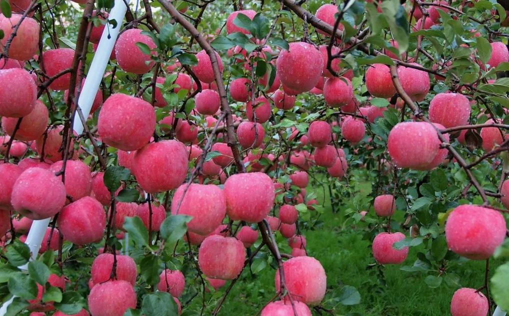 Яблоки на дереве