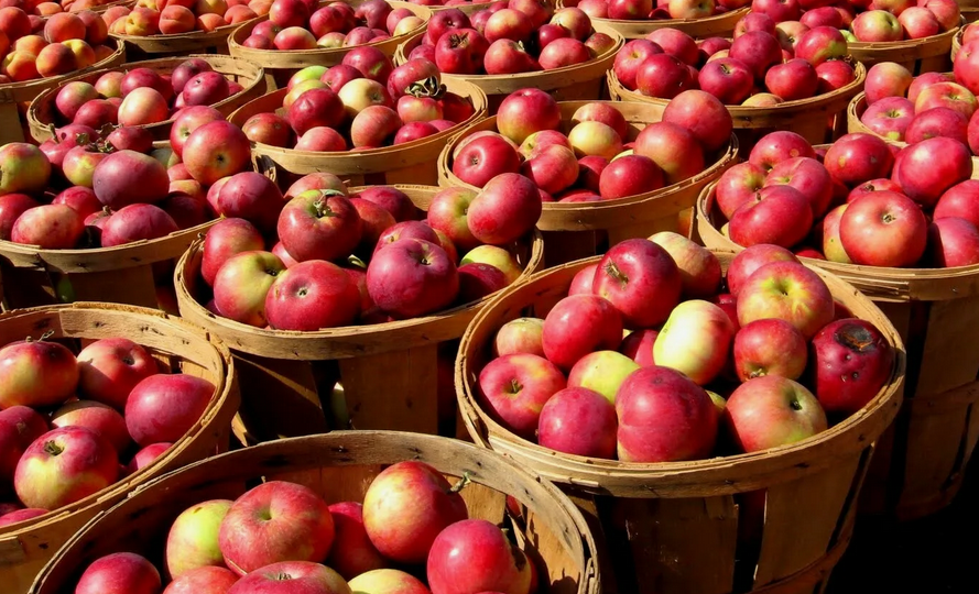 Даю весной яблоням подкормку, которая понравилась бы даже Мичурина: собираю летом урожай яблочки мешками и бед не знаю!