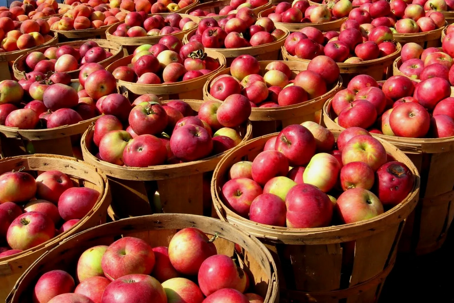 Большой урожай яблок