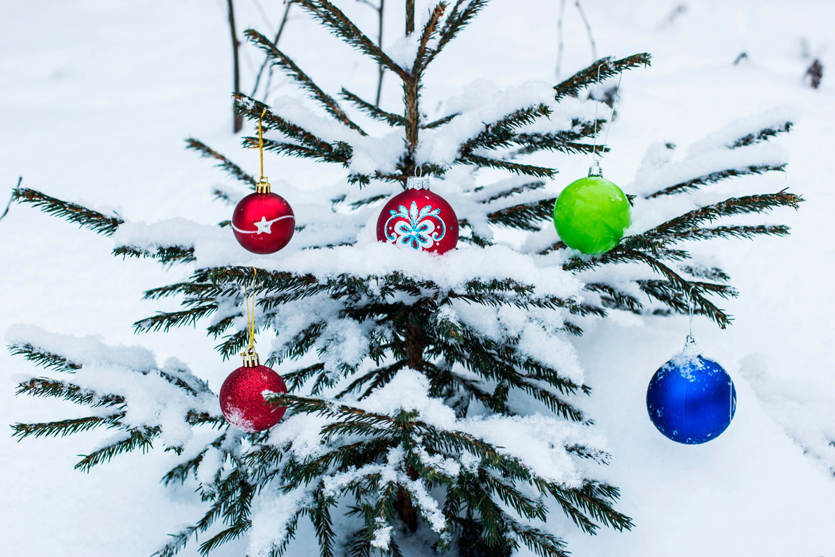    Фото: Kate Liland / Shutterstock.com