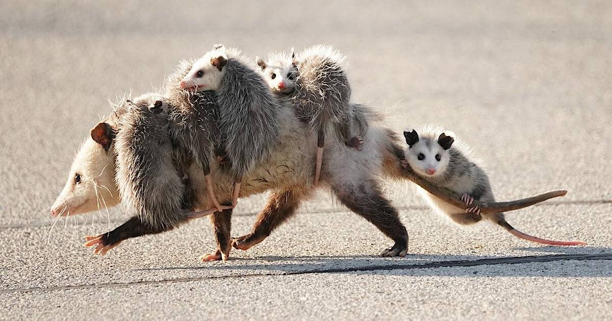 Фото из интернета, Опоссум переносит детенышей.