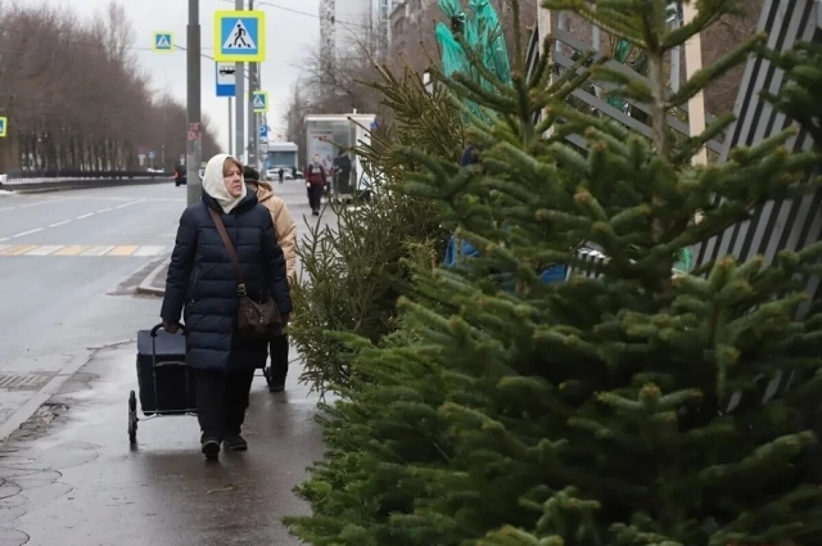    Эксперт рассказал об особенностях российского рынка живых елок