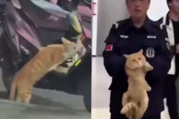 Источник фото: скриншот видео/ vk.com