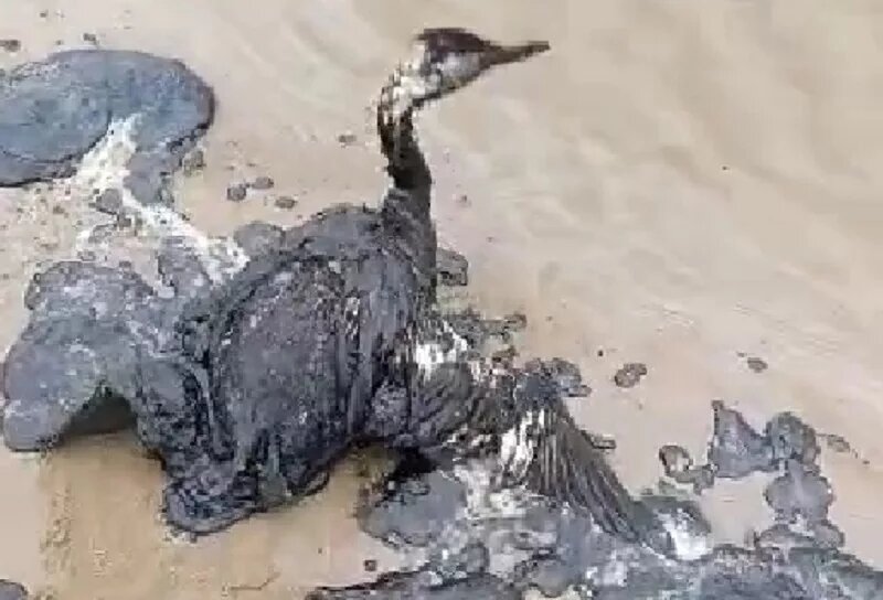 Скрин с видео: t.me/MoreOz
