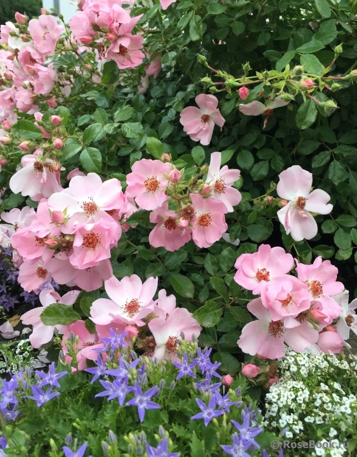 Свит Хейз фото Розебук