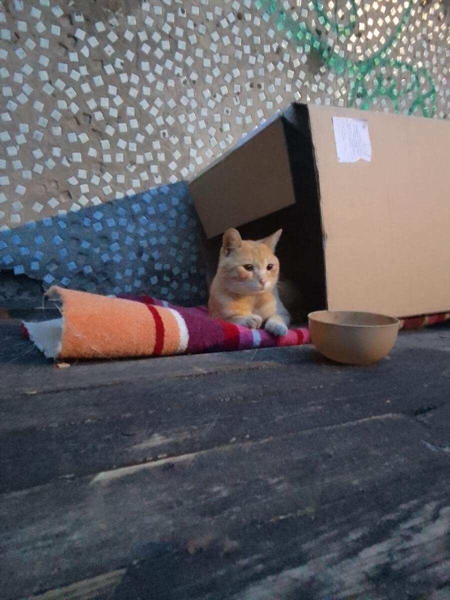 Красивый котик