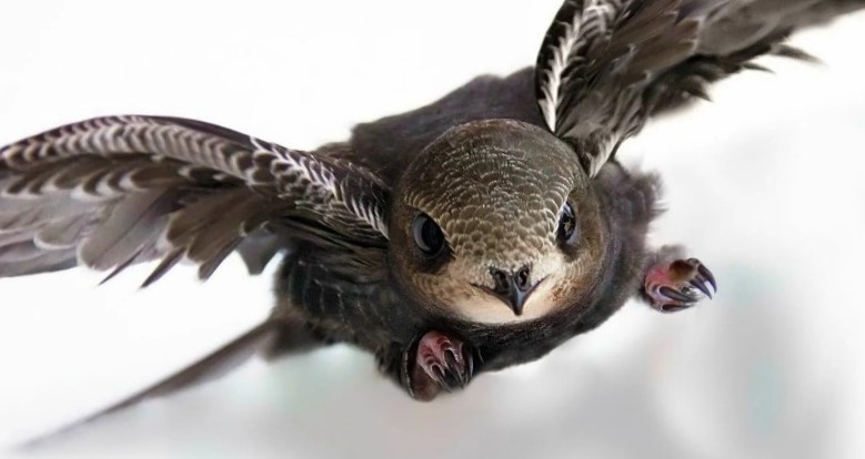 Я скорость, детка!