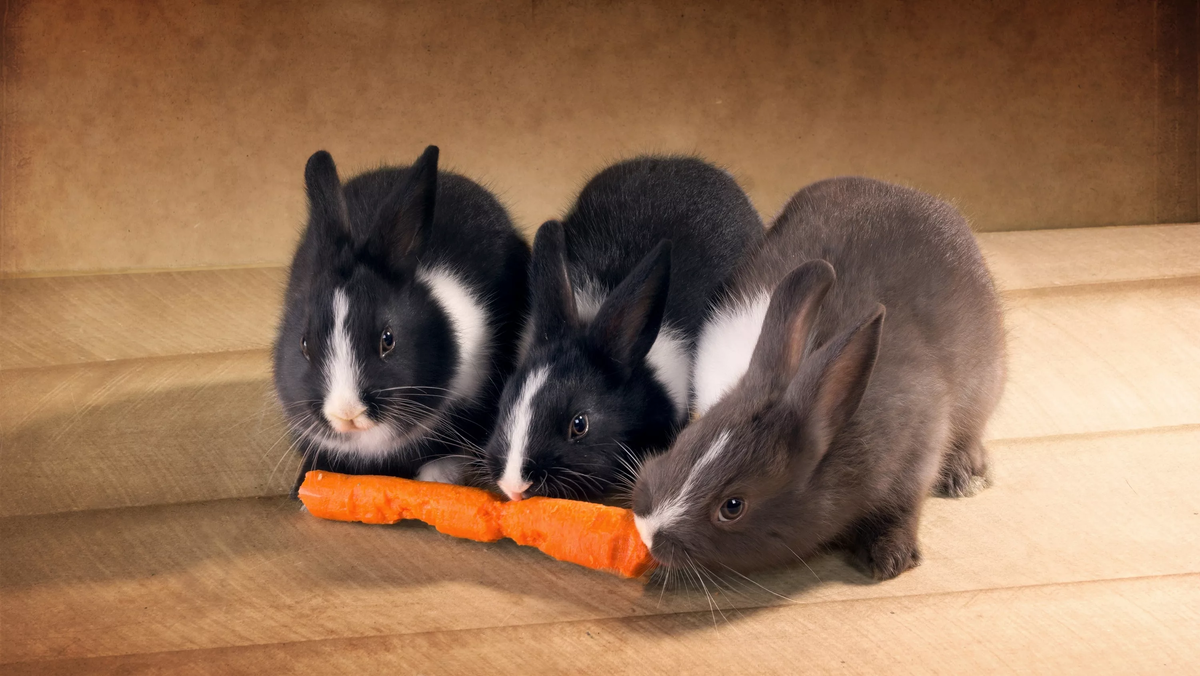 Перед кормлением морковь нужно тщательно очистить, промыть в прохладной воде и нарезать ломтиками или соломкой.