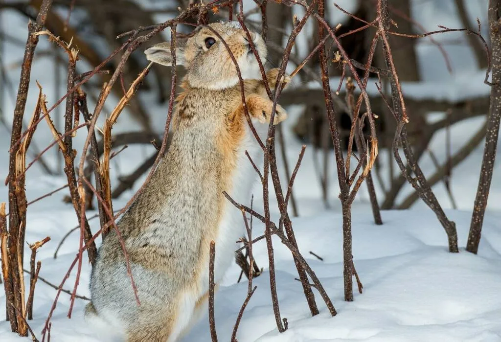 Зимой кролики питаются корой вкусненьких деревьев, которые удается найти на пути.