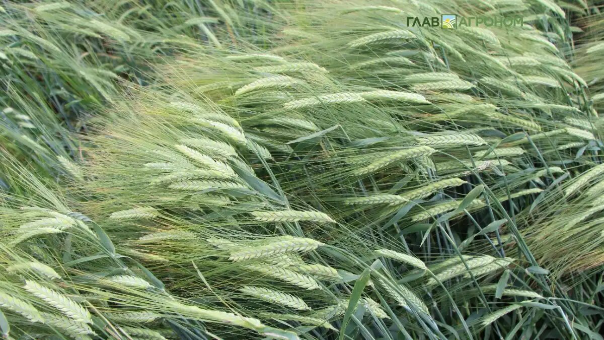 Фото:© Владимир Исаенко / Glavagronom.ru
Повысить урожайность ячменя до 30% поможет фуллерен