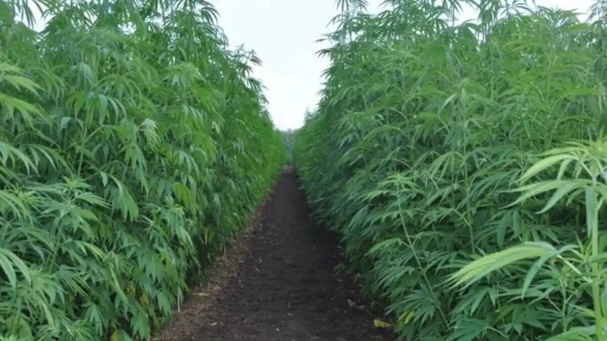 Фото:noi.md
В Молдавии разрешили выращивать техническую коноплю