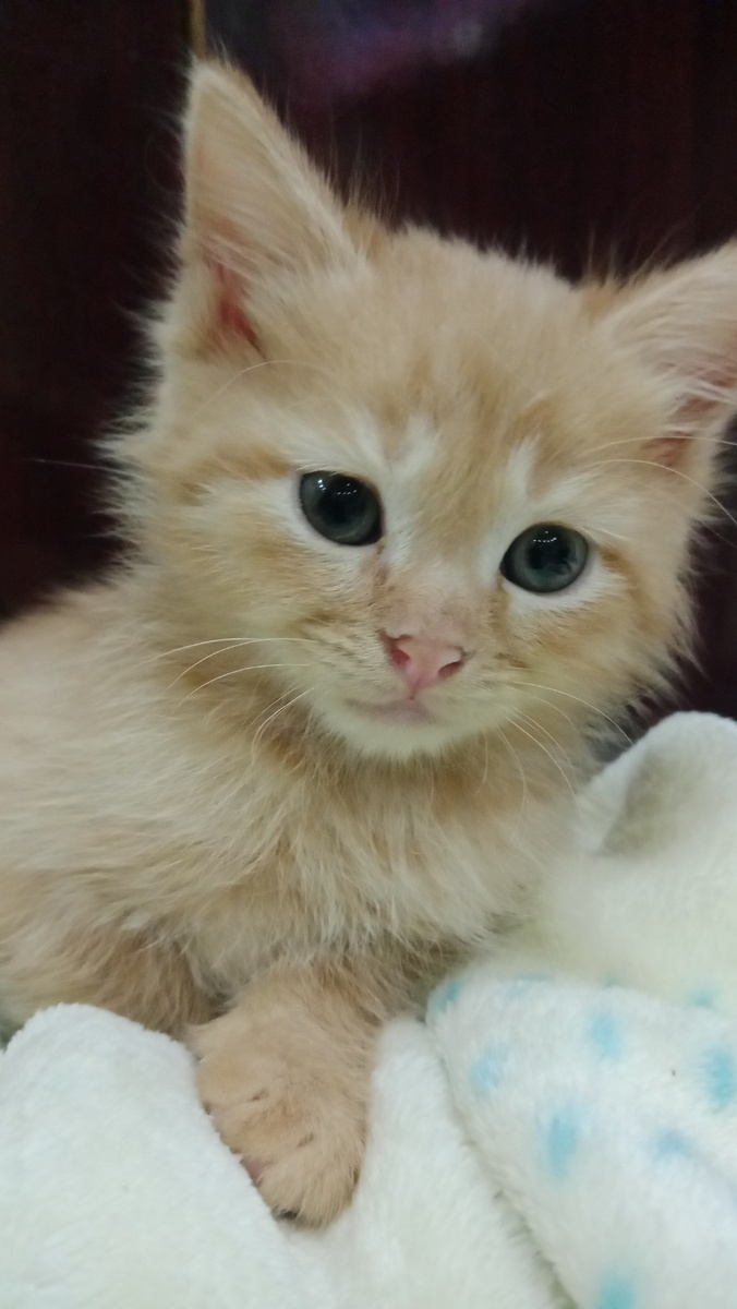 Рыжий котенок.