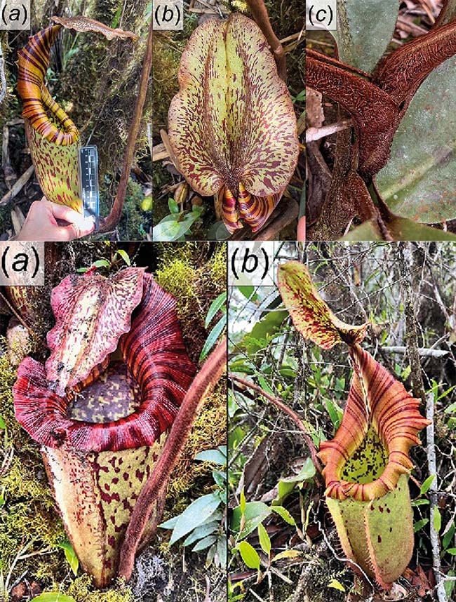 Экземпляр Nepenthes pongoides из одной локации (вверху) и самые крупные образчики из другой (внизу).