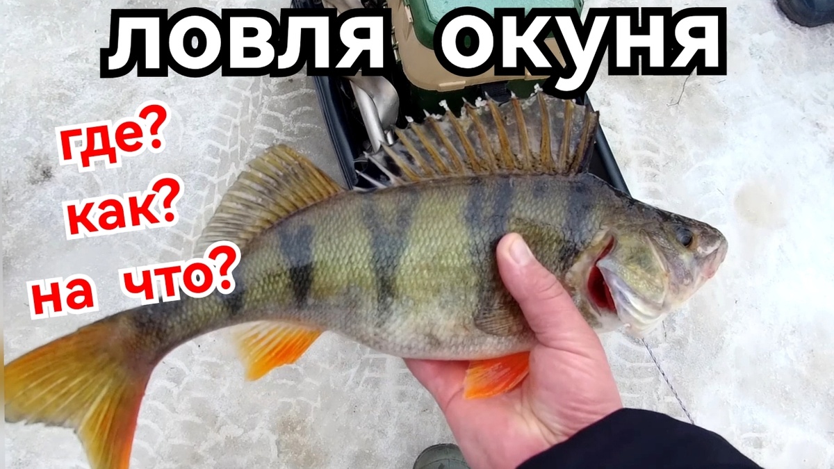 #зимняярыбалка, #ловляокуня, #рыбалкавобласти, #RaivolaFishing, #статьяпрорыбалку