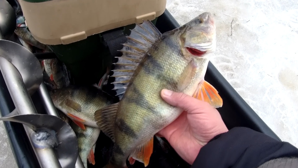 #какнайтиокуня, #жорокуня, #окунь, #рыбалканаокуня