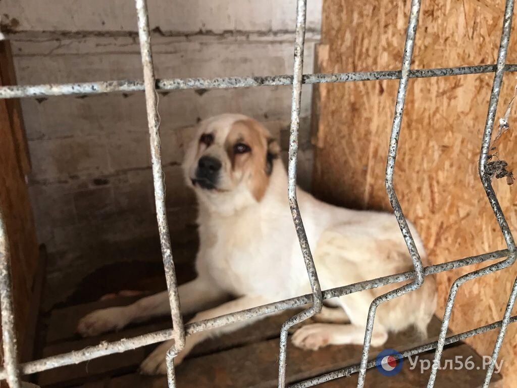    В Орске из 97 отловленных собак умертвили 30, а 67-ми нашли новых хозяев