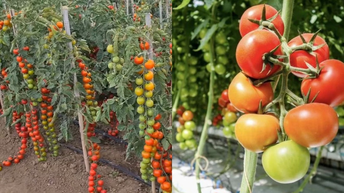 Мои томаты не подводят даже в самое непредсказуемое лето