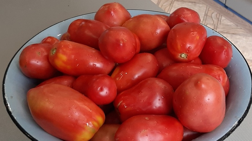 Сорт Ослиные уши - плоды необычной формы, но стабильной урожайности