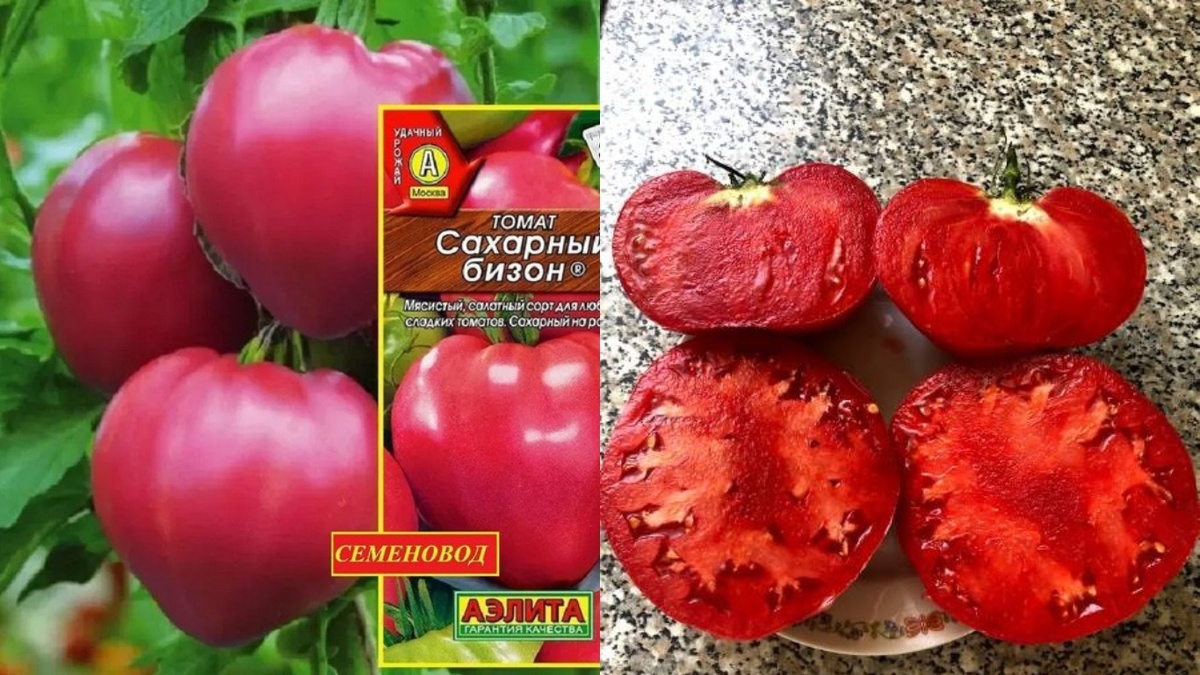 Сахарный бизон" с характерной мясистой структурой