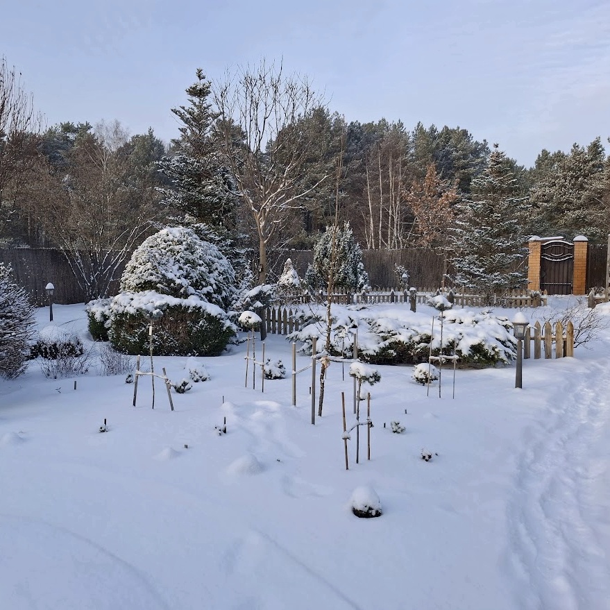 Поляна с карликовыми хвойными