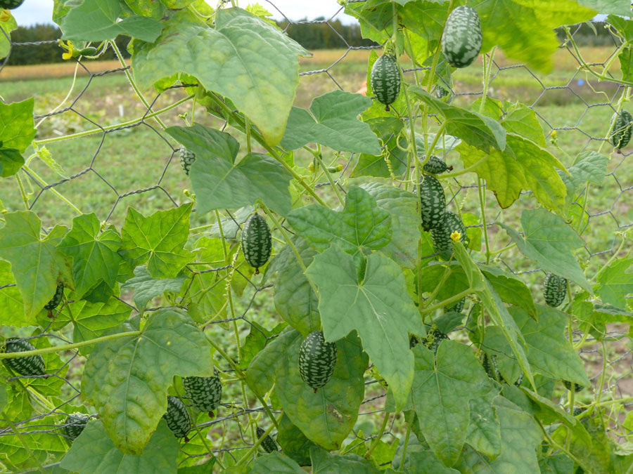 Источник фото: omafra.gov.on.ca