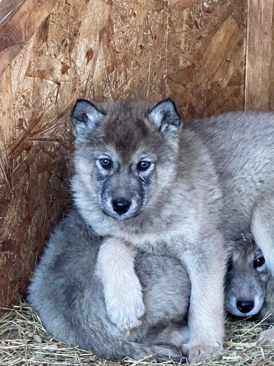 Хорт - фото от заводчика