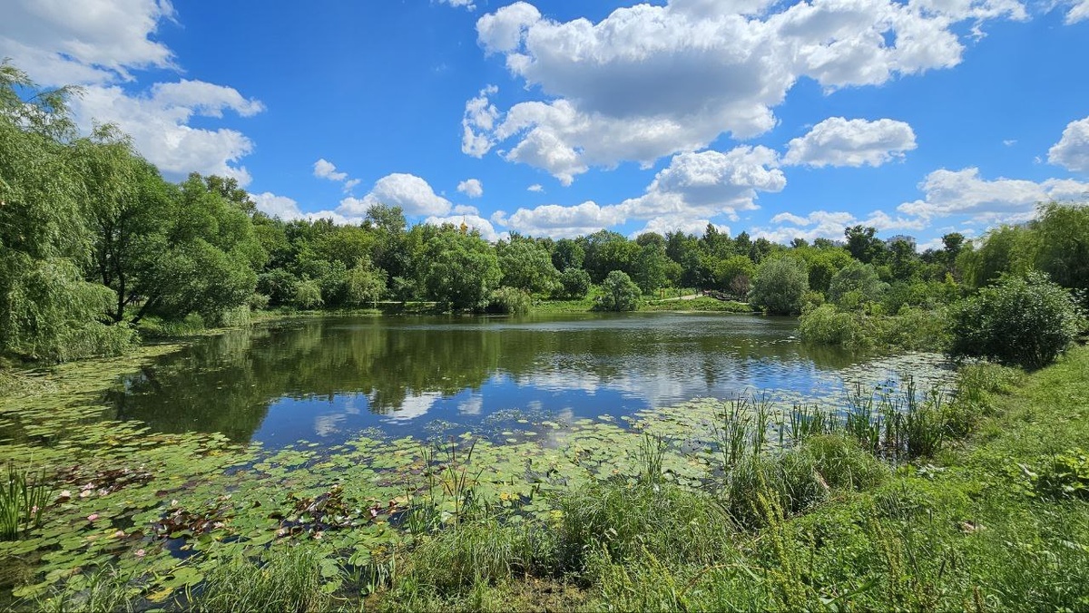 Все мечтают о квартире окнами в лес. Фото: Мир Квартир