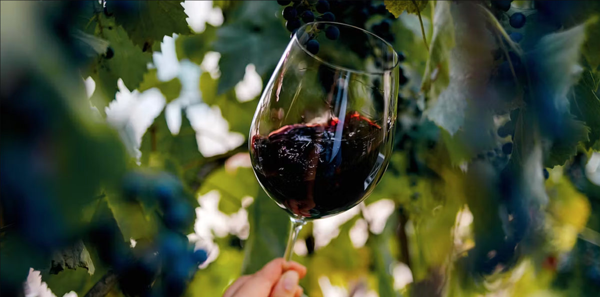 У некоторых людей после употребления красного вина болит голова. Юлия Кокоша