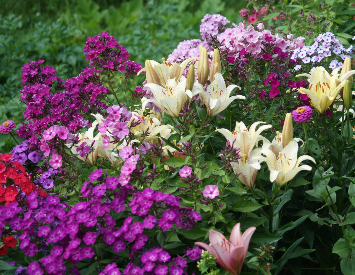 Флоксы и лилии