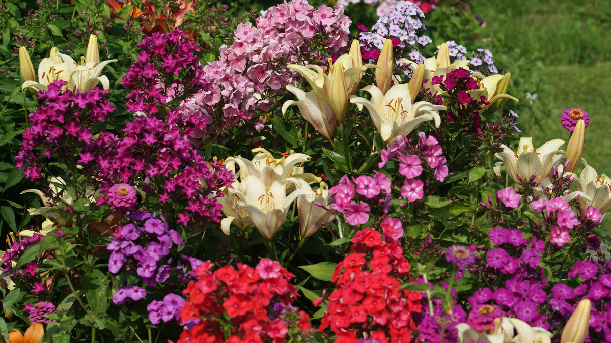 Флоксы и лилии