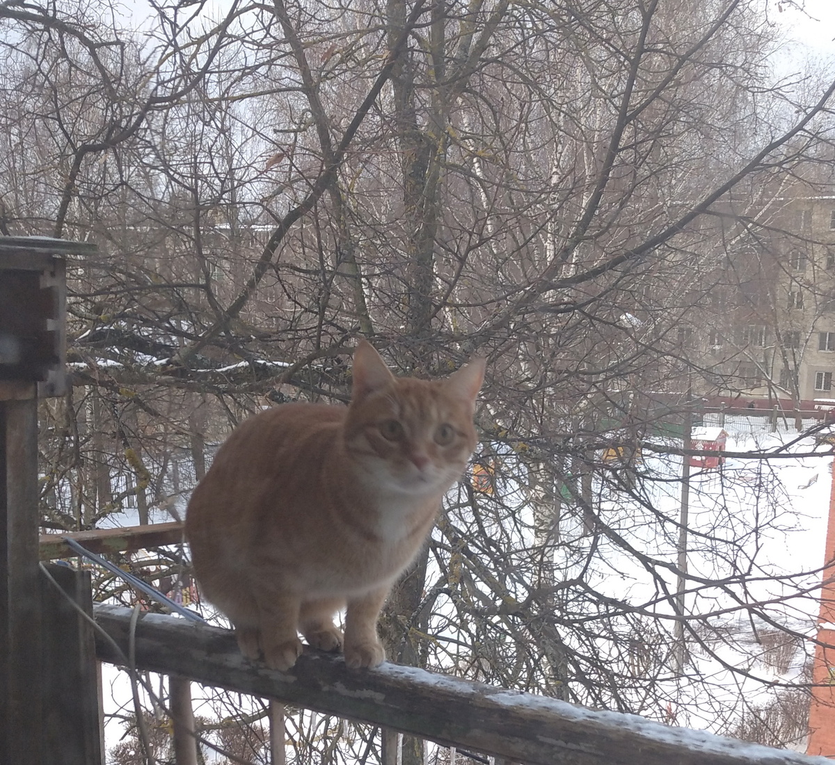 личное  фото