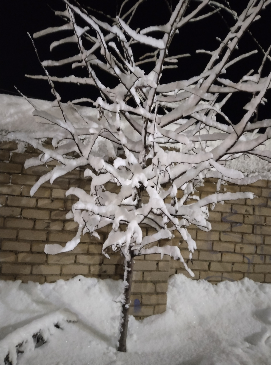 Еще одно заснеженное деревце.