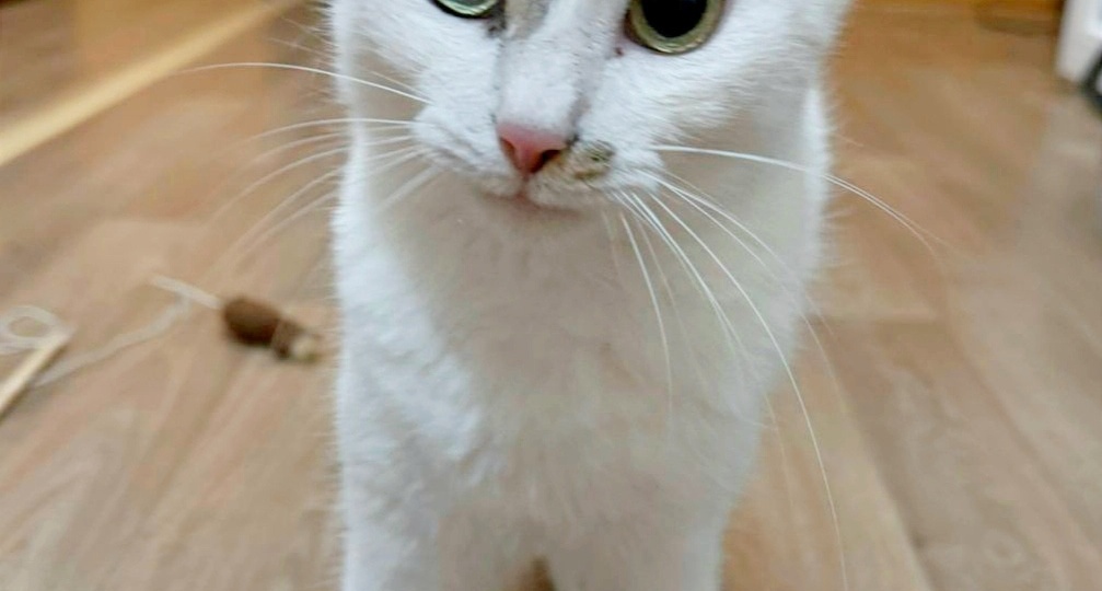 ❗ДОМА❗Макса бросили сначала хозяева, а потом кураторы.