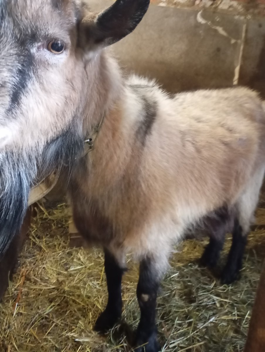 Это мой рабочий козлик-по кличке Мороз. 