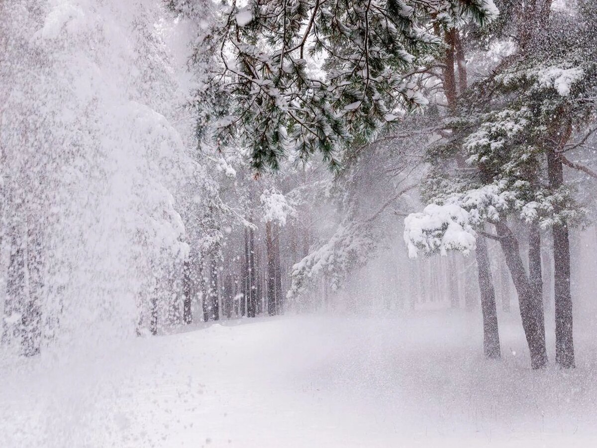 Никола Зимний — тот самый день, когда иней на деревьях обещает богатый урожай, а метель предсказывает грядущие зимние бури. Источник изображения: culture.ru