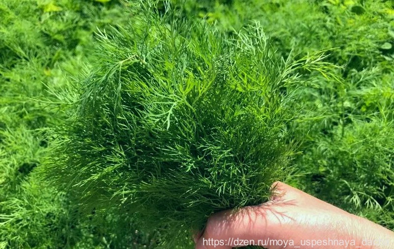 Сочный и густой укроп без зонтика - это просто. Развеиваем мифы о сложности выращивания