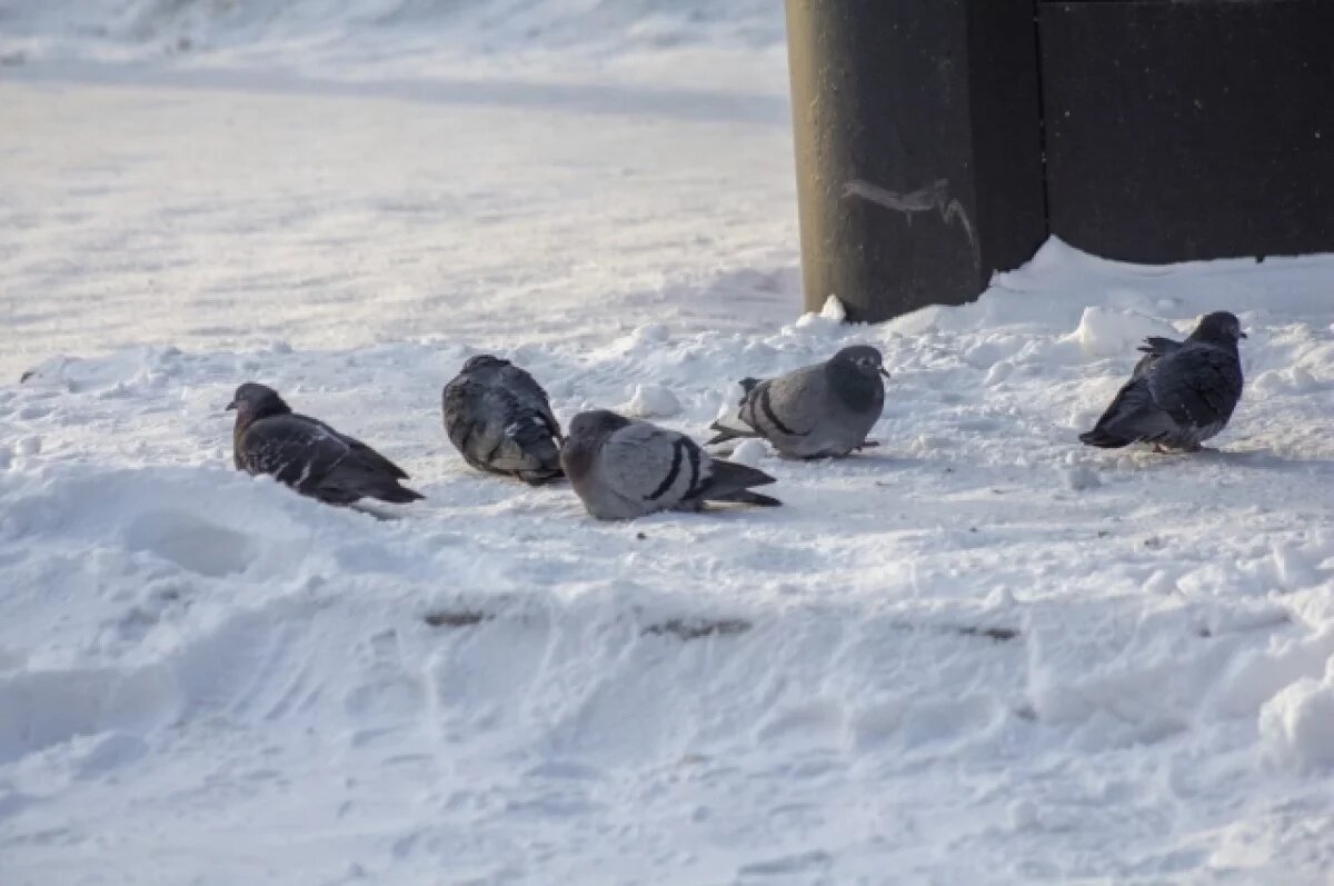    Новосибирцам напомнили о приметах в Саввин день 18 декабря
